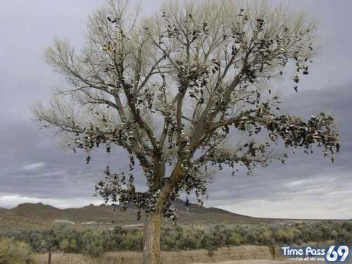 Amazing Shoe tree
