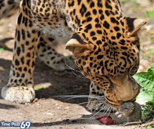 Brave Mouse