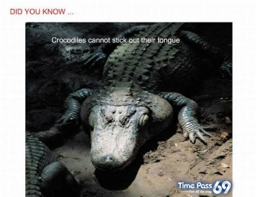 Did You Know