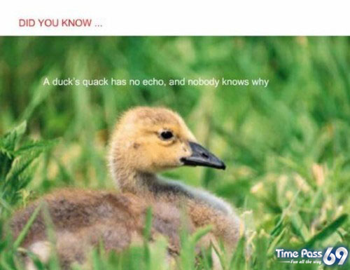 Did You Know