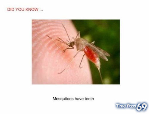 Did You Know
