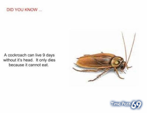Did You Know