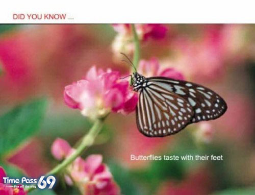 Did You Know