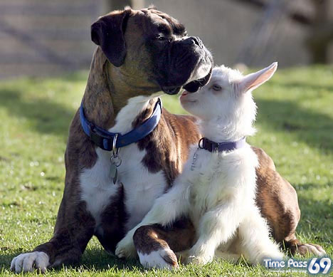Dog adopts baby goat