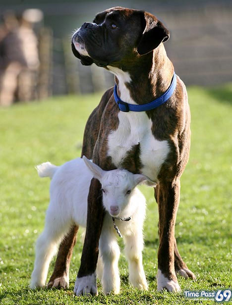 Dog adopts baby goat