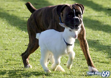 Dog adopts baby goat