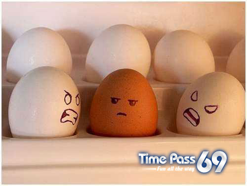 Funny Eggs - Funny Eggs Pictures, Funny Eggs Sayings, Funny Eggs Jokes