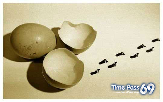 Funny Eggs - Funny Eggs Pictures, Funny Eggs Sayings, Funny Eggs Jokes