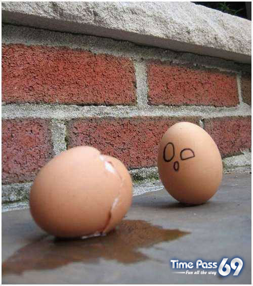 Funny Eggs - Funny Eggs Pictures, Funny Eggs Sayings, Funny Eggs Jokes