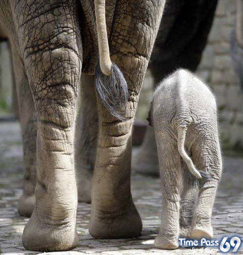 Funny Animals - Funny Animals Pics, Funny Animals Wallpapers & Ringtones