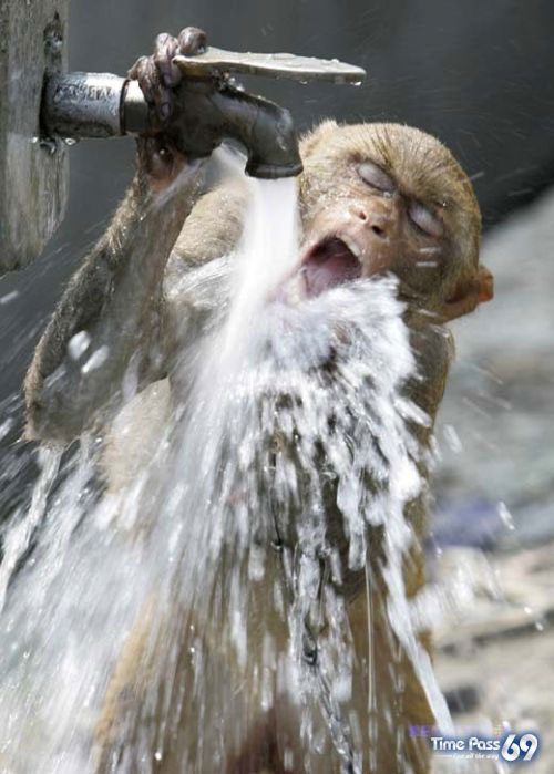Funny Animals - Funny Animals Video, Funny Animals Jokes