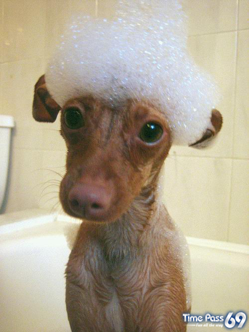 Funny Animals - Funny Animals Images, Funny Animal Facts