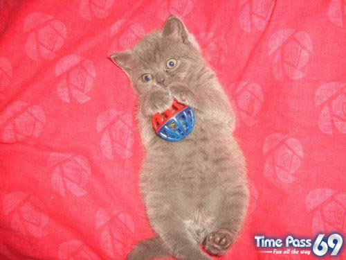 Funny Animals - Funny Animals Images, Funny Animal Facts