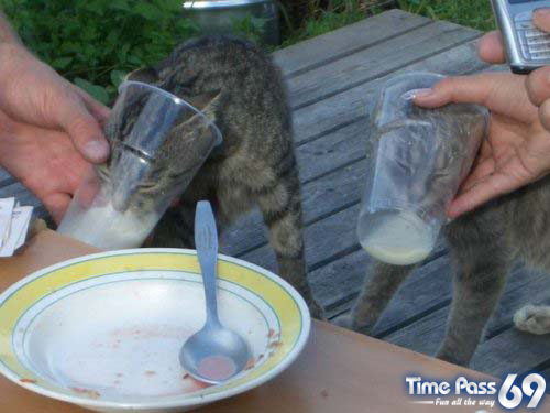 Funny Animals - Funny Animals Video, Funny Animals Jokes