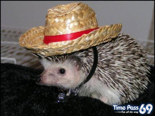 Funny Animals - Funny Animals Images, Funny Animal Facts
