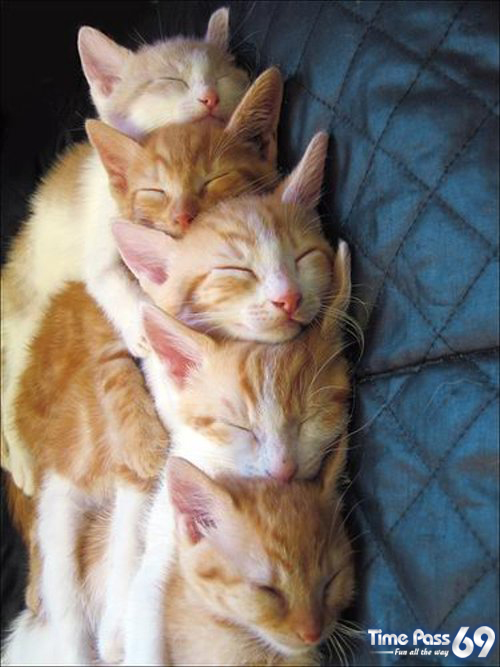 Funny Animals - Funny Animals Images, Funny Animal Facts