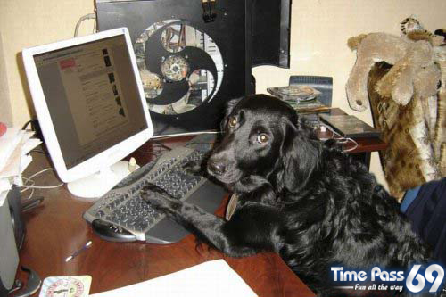 Funny Animals - Funny Animals Images, Funny Animal Facts