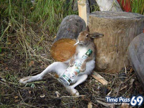 Funny Animals - Funny Animals Images, Funny Animal Facts