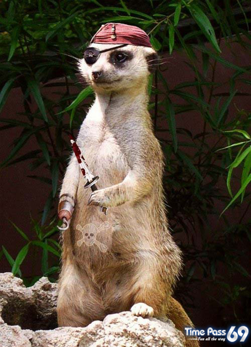 Funny Animals - Funny Animals Images, Funny Animal Facts