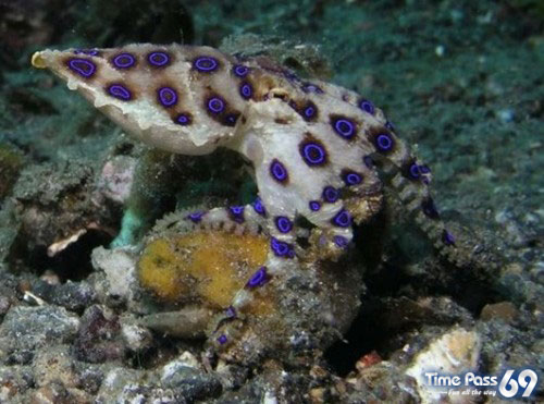 Most Poisonous Animals In The World