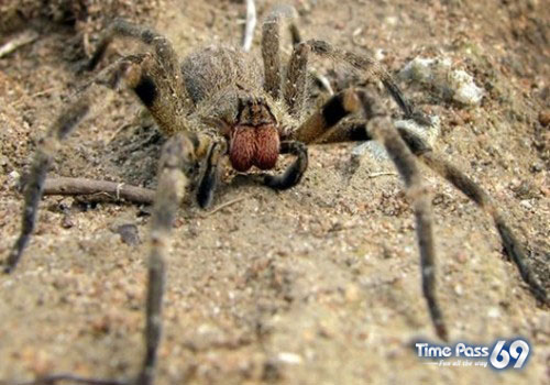 Most Poisonous Animals In The World