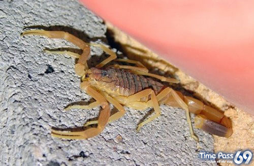 Most Poisonous Animals In The World