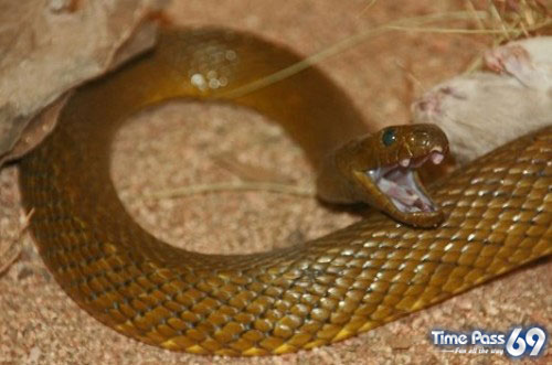 Most Poisonous Animals In The World