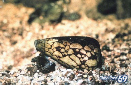 Most Poisonous Animals In The World