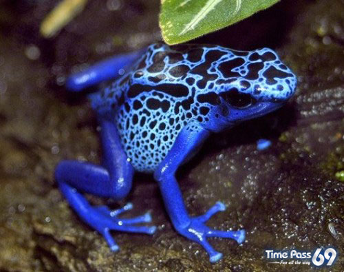 Most Poisonous Animals In The World