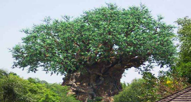A Mysterious Tree In India