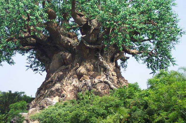 A Mysterious Tree In India
