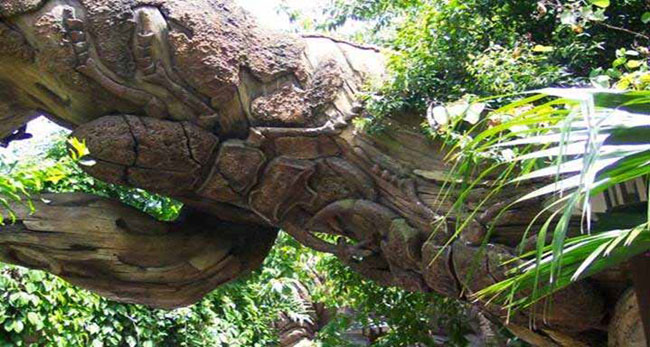 A Mysterious Tree In India