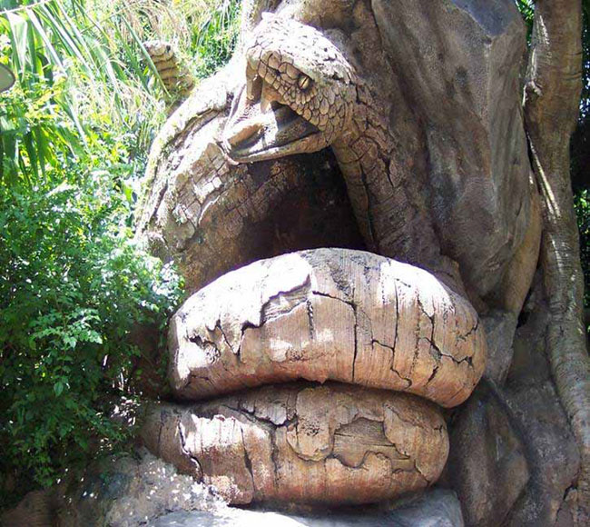 A Mysterious Tree In India