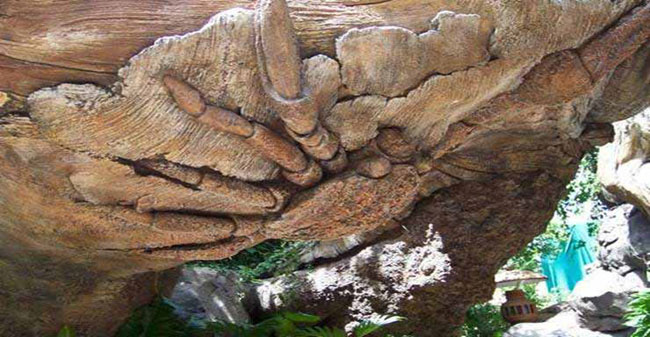 A Mysterious Tree In India