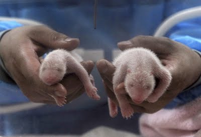 Adorable Twin Cubs Test Tube Pandas