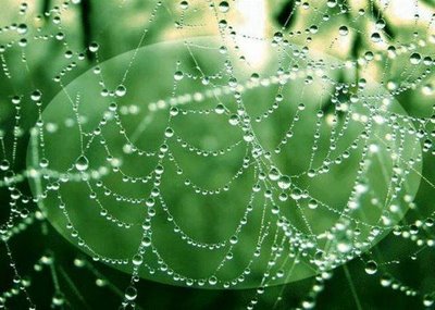 After Rain Effects in Spiders Web