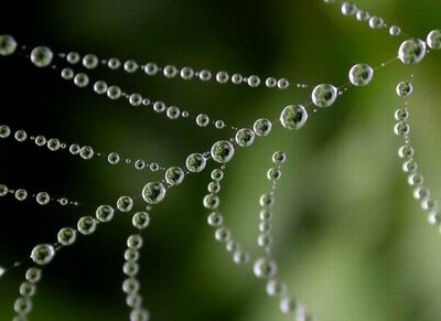 After Rain Effects in Spiders Web