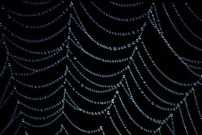 After Rain Effects in Spiders Web
