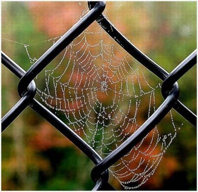 After Rain Effects in Spiders Web