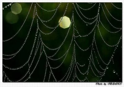 After Rain Effects in Spiders Web