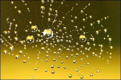 After Rain Effects in Spiders Web