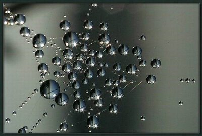After Rain Effects in Spiders Web