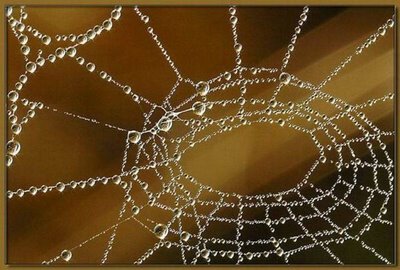After Rain Effects in Spiders Web