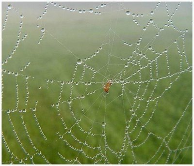 After Rain Effects in Spiders Web