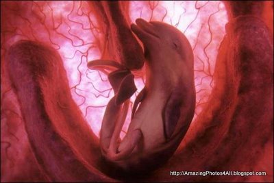 Animals in the Uterus