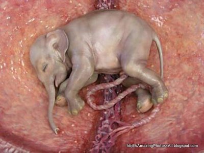 Animals in the Uterus