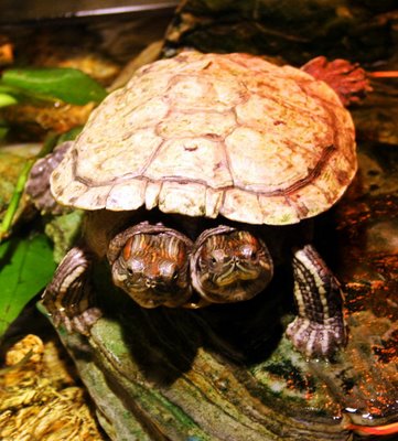 Double Headed Turtle