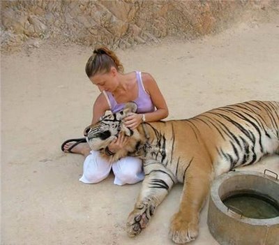 Friendly Tiger - Cute Friendship