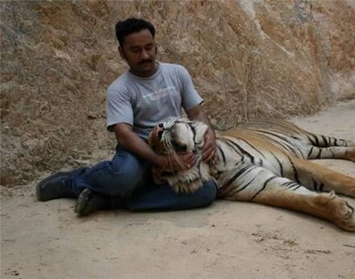 Friendly Tiger - Cute Friendship