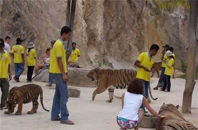 Friendly Tiger - Cute Friendship